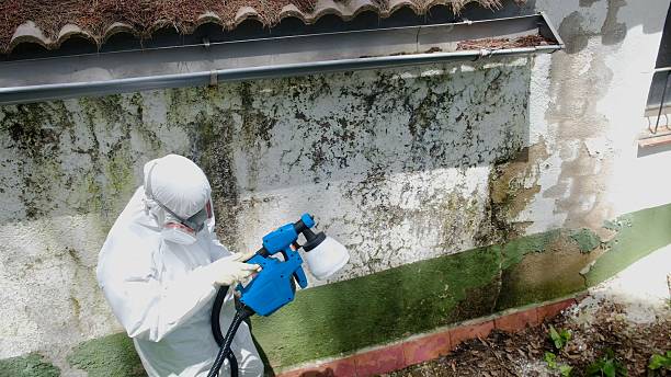 Top rated local Crawl Space Mold Remediation specialists in Stevensville, MD